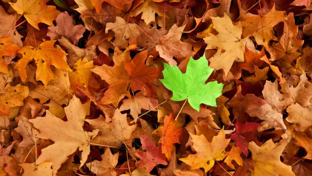 Stand out on your first day in landscaping